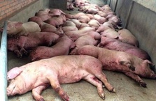 TP.HCM: Hỗ trợ tối thiểu 80% giá thị trường cho lợn bị dịch tả châu Phi