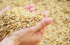 Sacombank cho vay hỗ trợ kinh doanh lúa gạo