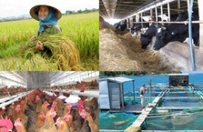 Chính sách hỗ trợ bảo hiểm nông nghiệp: Cao nhất đến 90%