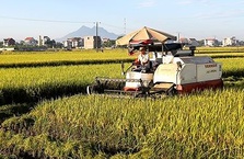 Thách thức của ngành lúa gạo và đóng góp của Agribank