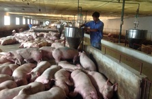 Các ngân hàng đã cho vay hỗ trợ người chăn nuôi lợn 357 tỷ đồng