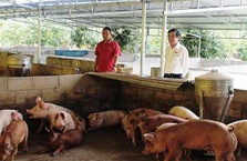 Nguồn vốn tạo điểm tựa cho nông nghiệp Ninh Sơn