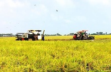 Agribank sẵn sàng đáp ứng vốn cho sản xuất, chế biến, tiêu thụ sản phẩm lúa gạo