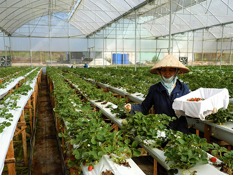 Hoàng Hậu Hà Lan làm việc với Sacombank về dự án cho vay phát triển nhà kính nông nghiệp tại Lâm Đồng