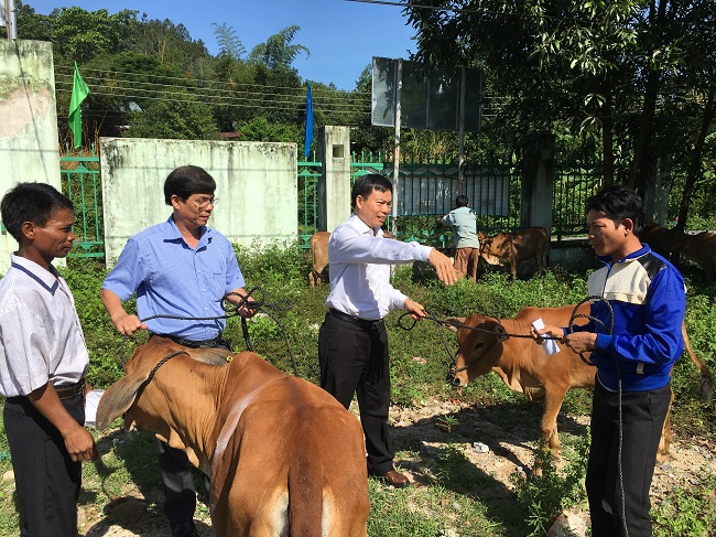 Vietcombank Khánh Hòa trao tài trợ 100 con bò giống cho các hộ nghèo tại huyện Khánh Vĩnh, tỉnh Khánh Hòa
