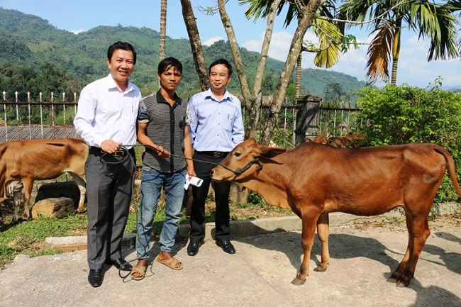 Vietcombank Kon Tum trao tặng 100 con bò giống cho các hộ nghèo tại huyện KonPlong, tỉnh Kon Tum