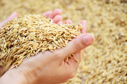 Lúa gạo là lĩnh vực được ưu tiên hỗ trợ nguồn vốn vay từ các ngân hàng.