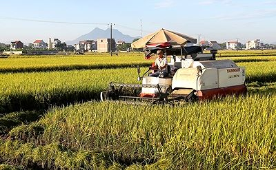 Thách thức của ngành lúa gạo và đóng góp của Agribank - ảnh 2