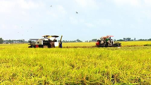Agribank sẵn sàng đáp ứng vốn cho sản xuất, chế biến, tiêu thụ sản phẩm lúa gạo - ảnh 1