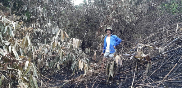 Yêu cầu ngân hàng 10 tỉnh hỗ trợ người vay bị thiệt hại do cháy rừng - Ảnh 1.
